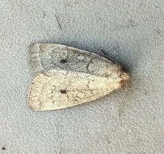 Spartina Borer Moth thumbnail 1