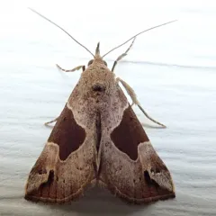 Flowing-lined Snout thumbnail 4
