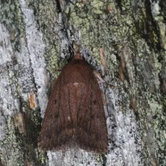 Mouse Moth thumbnail 2