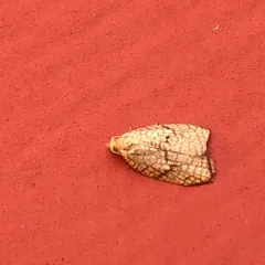 Maple Leaftier Moth thumbnail 3