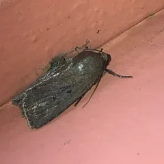 Mouse Moth thumbnail 4