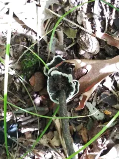 Thelephora cuticularis thumbnail 2