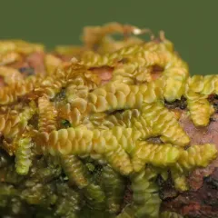 Tree Ruffle Liverwort thumbnail 2