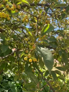 Sargent Crabapple thumbnail 2