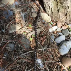 Eastern Milksnake thumbnail 3