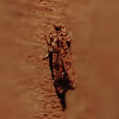Labyrinth Moth thumbnail 4