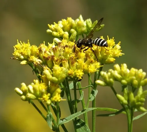 Cerceris nigrescens