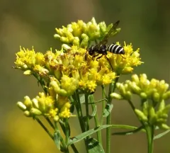 Cerceris nigrescens thumbnail 1
