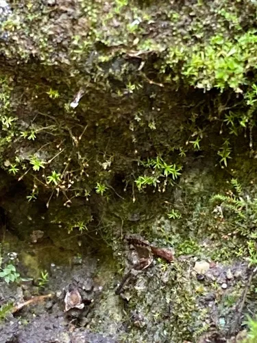 Donn's Rock-bristle