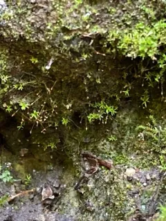 Donn's Rock-bristle thumbnail 1