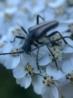 Stenocorus obtusus thumbnail 3