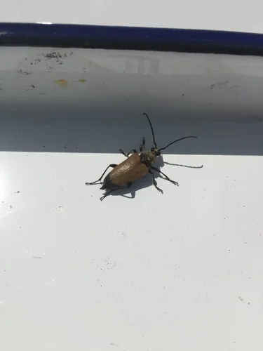 Proximal Long-horned Beetle