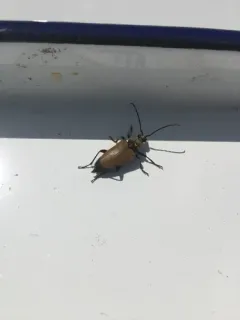 Proximal Long-horned Beetle thumbnail 1