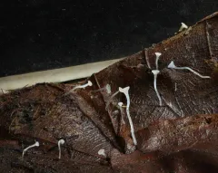 Hymenoscyphus caudatus thumbnail 1