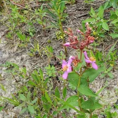 Virginia meadowbeauty thumbnail 2