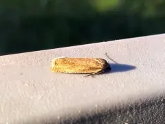 Hystrichophora stygiana thumbnail 1