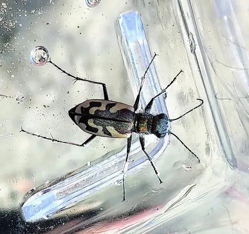 Blowout Tiger Beetle