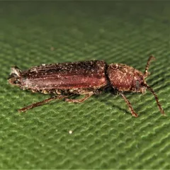 Black Spruce Borer thumbnail 4