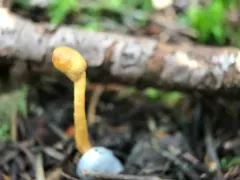 Paraisaria gracilis thumbnail 2