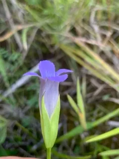 Macoun's gentian thumbnail 3