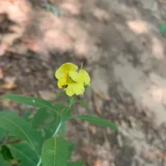 smooth yellow false foxglove thumbnail 2