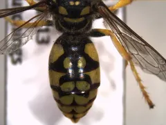Steniolia scolopacea thumbnail 4