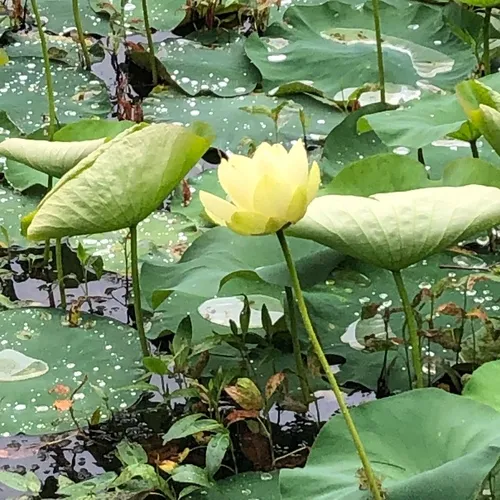 American lotus