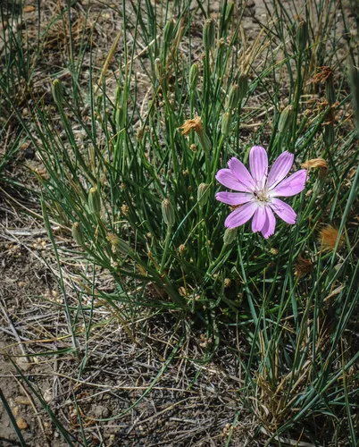 skeleton plant