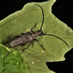 Trachysida mutabilis thumbnail 4
