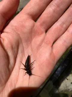 Appalachian Salmonfly thumbnail 2