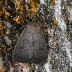 Soothsayer Dart thumbnail 3