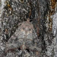 Suspected Moth thumbnail 3