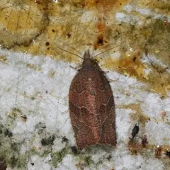 Three-lined Leafroller Moth thumbnail 3