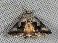 Surena Looper Moth thumbnail 4