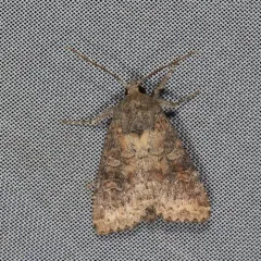 Poplar Catkin Sallow thumbnail 3