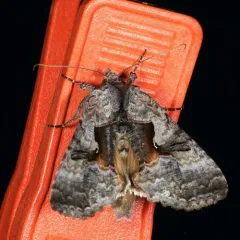 Epigaea Looper Moth thumbnail 2