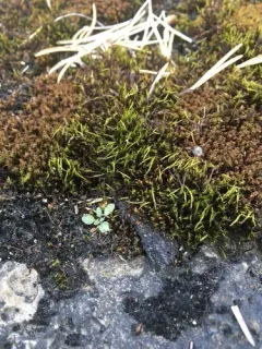 Flexible Cow-hair Moss thumbnail 1