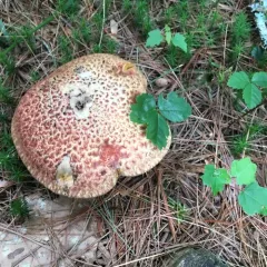 Painted Suillus thumbnail 4