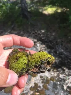 Fragile Twisted Moss thumbnail 3