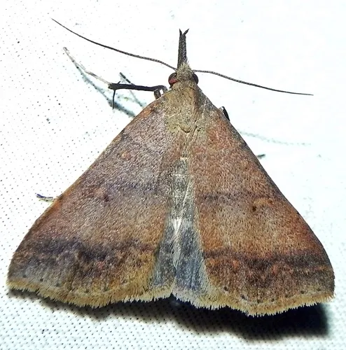 Chocolate Renia Moth