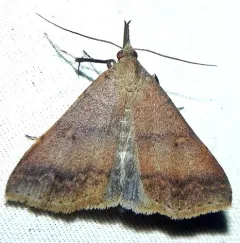 Chocolate Renia Moth thumbnail 1