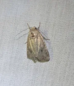 Opalescent Apamea Moth thumbnail 2