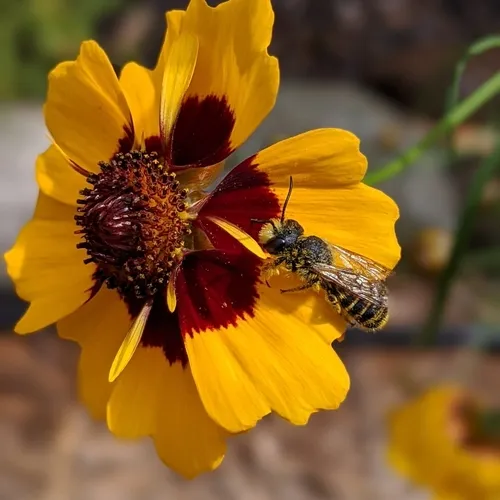 Horn-faced Leafcutter Bee