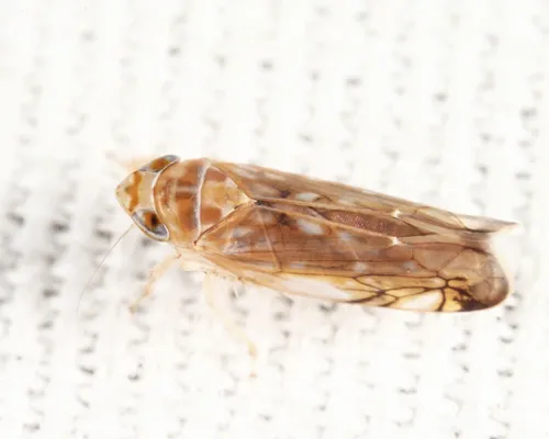 Scaphoideus bifurcatus