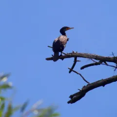 Double-crested Cormorant thumbnail 2