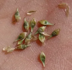 slender-footed sedge thumbnail 4