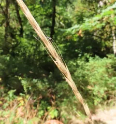 blue wild rye thumbnail 4