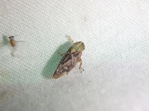 Saratoga Spittlebug