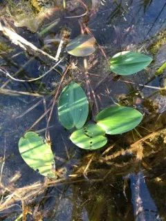 Spotted Pondweed thumbnail 3