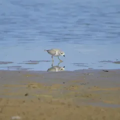 Piping Plover thumbnail 3